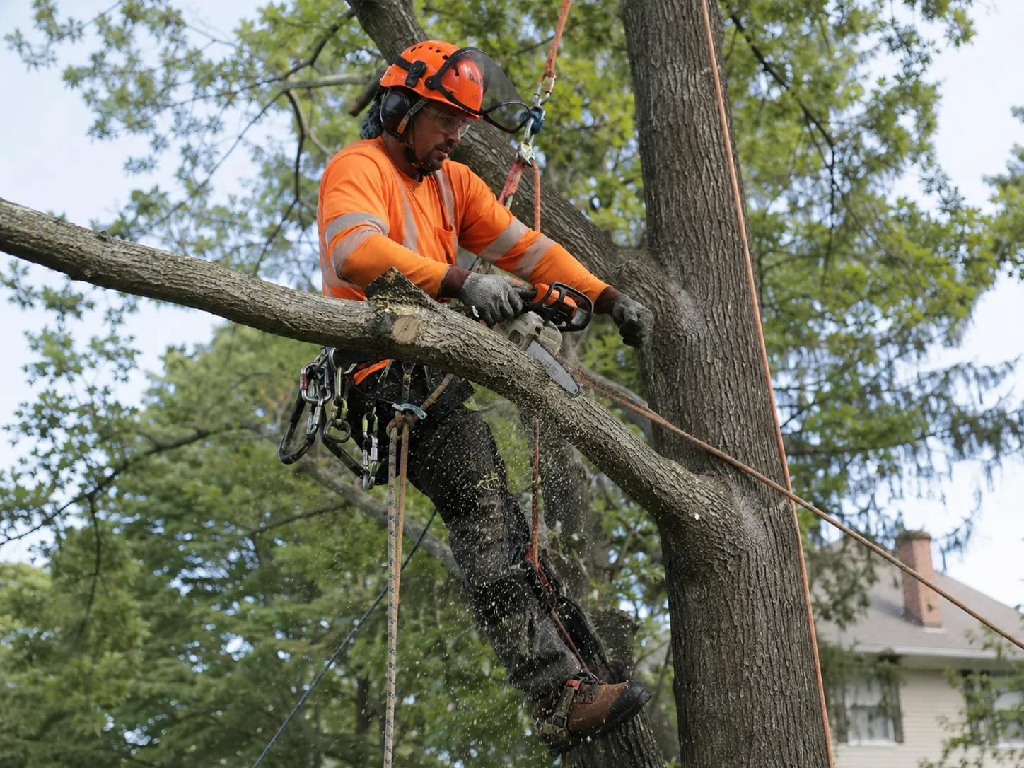 Tree Service services in Toronto and the GTA